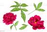 Fleur Botanique Florale De Pivoine Rouge De Vecteur Art Dencre Grav Rouge  Et Vert lment Isol Dillustration De Pivoine Vecteurs libres de droits et  plus d'images vectorielles de Animaux  l'tat sauvage -